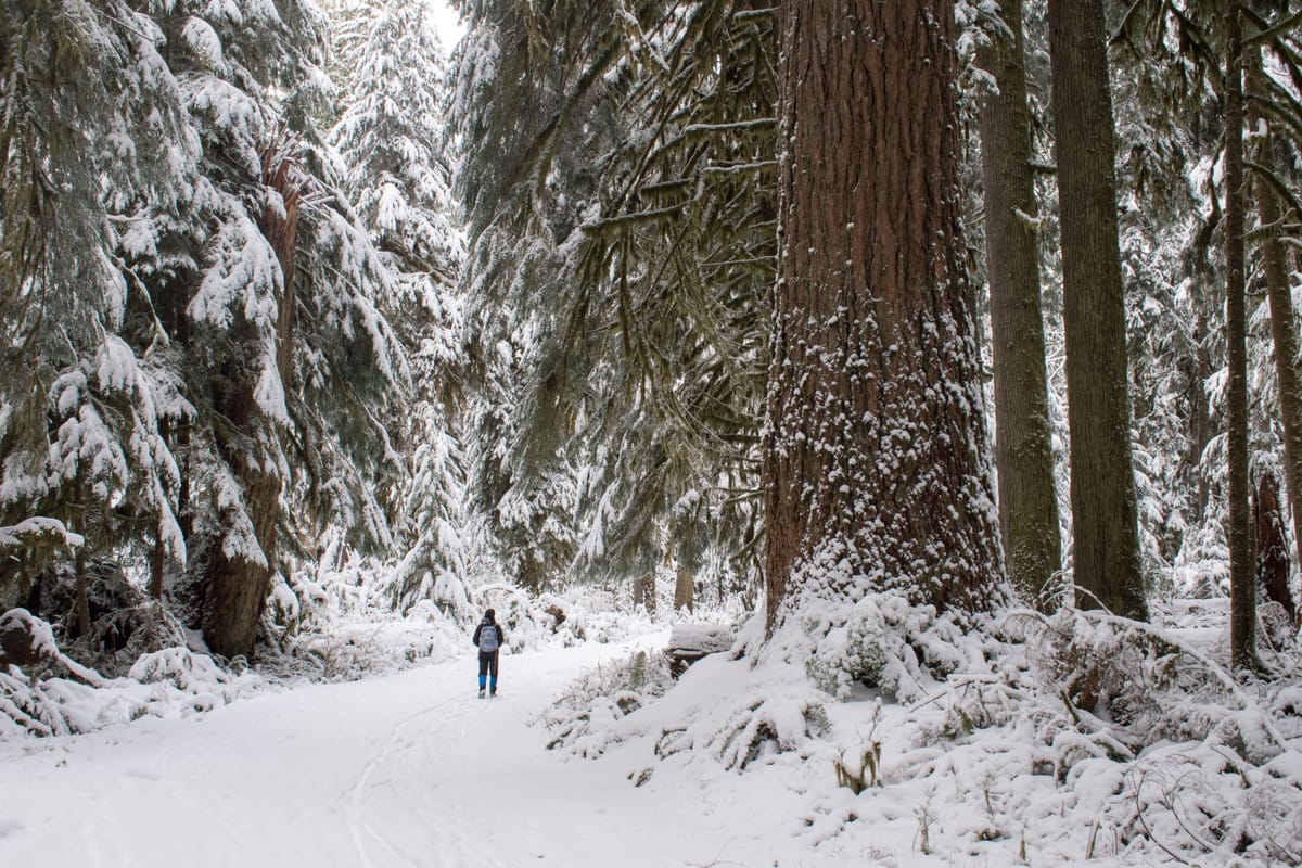 Carbon River Valley in Snow