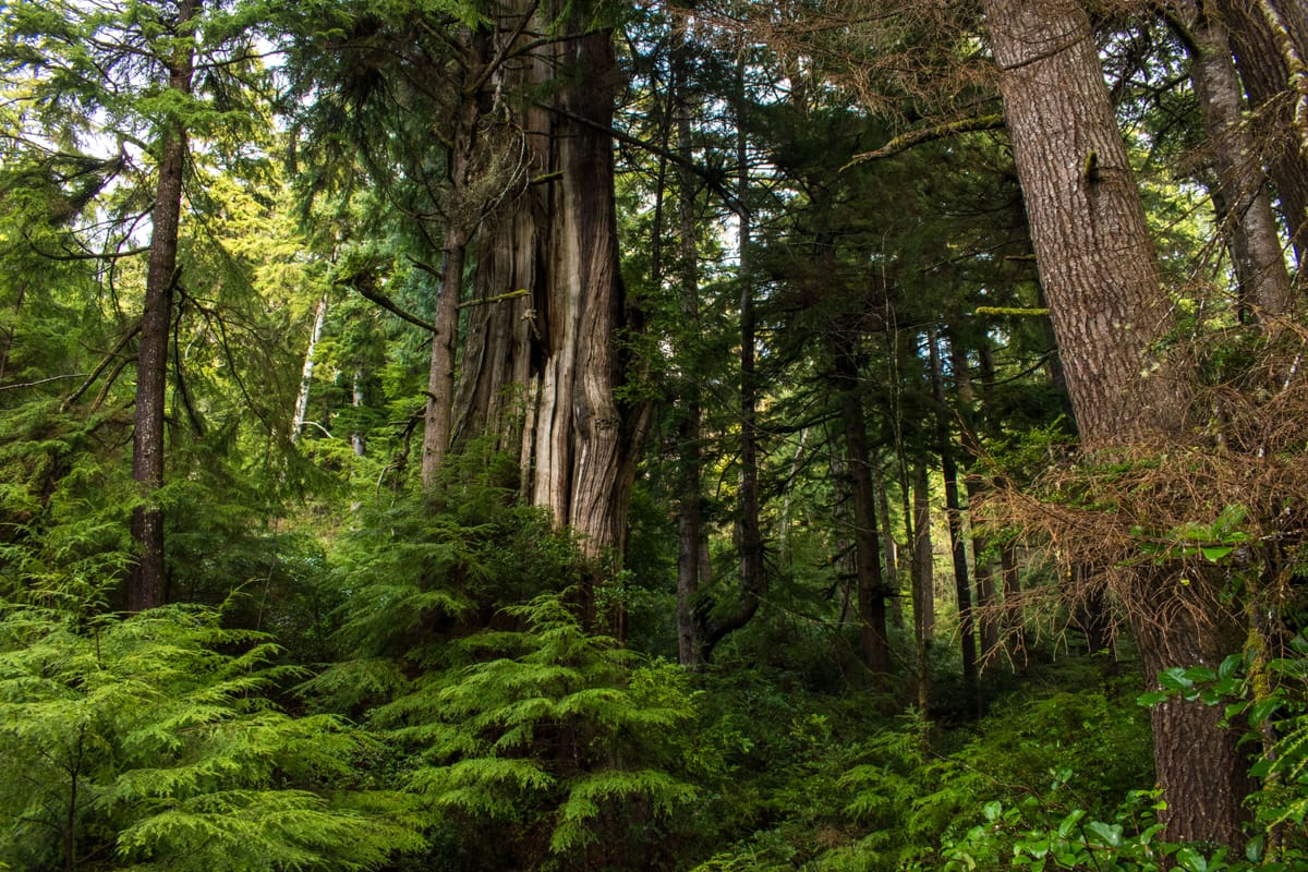 Finding the Arcadia Cedar