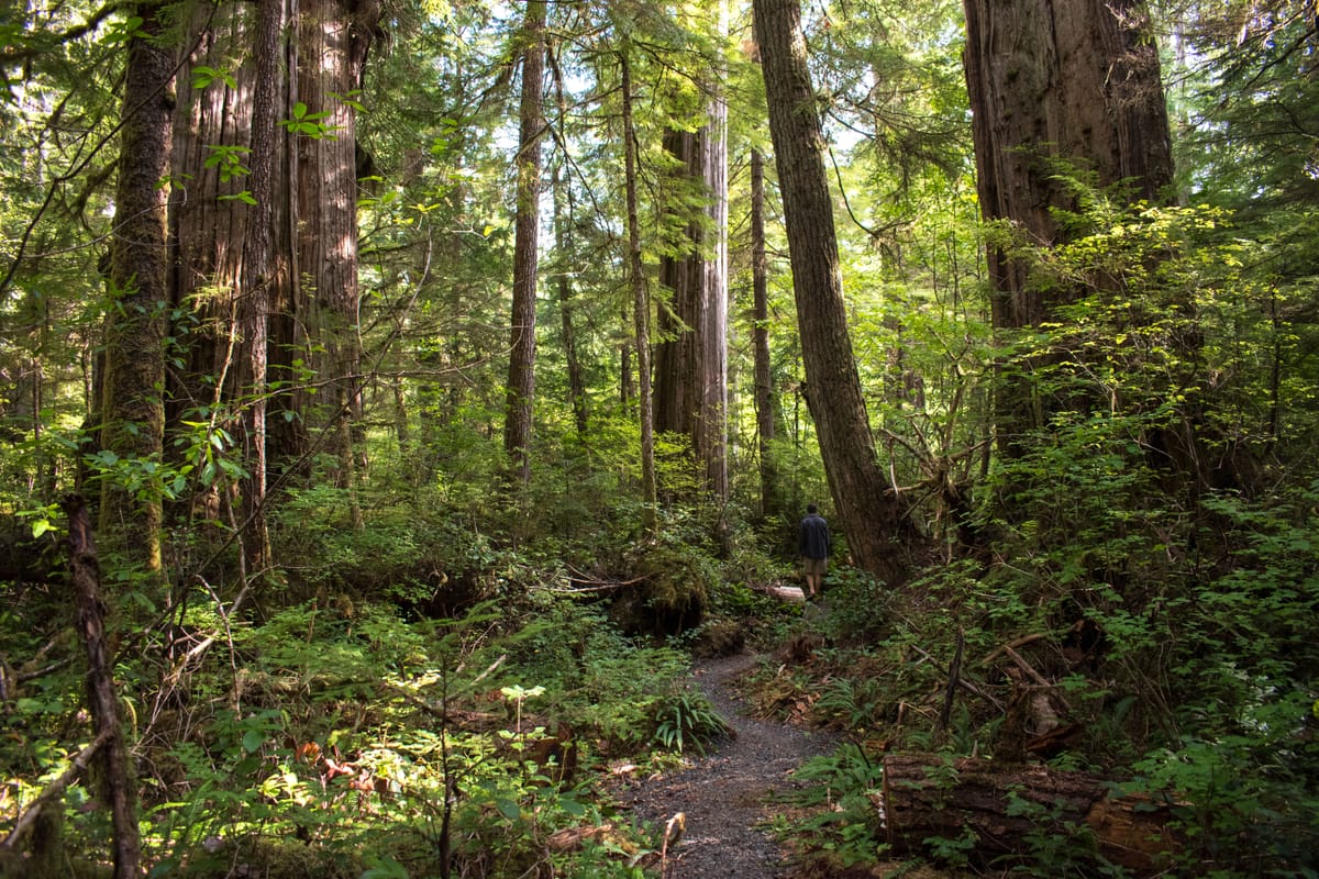 I Like My Cedars BIG