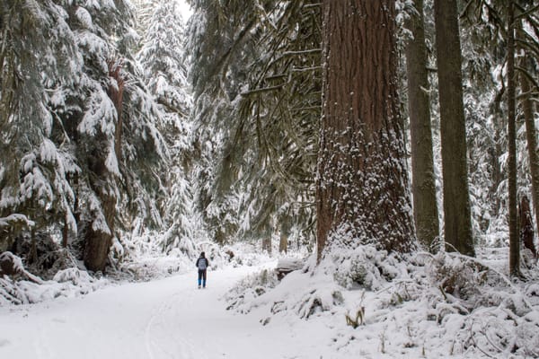 Carbon River Valley in Snow