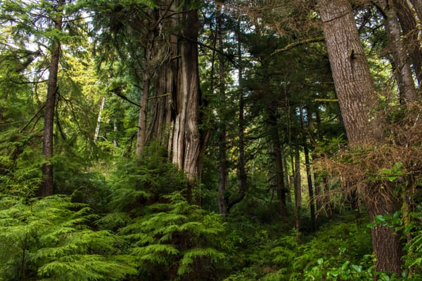 Finding the Arcadia Cedar