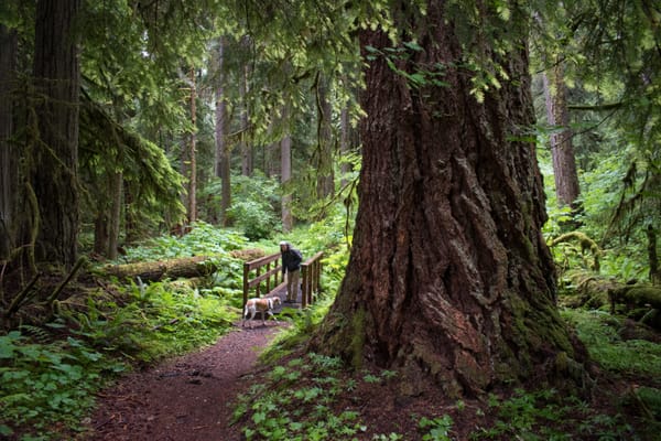 Happy Healthy Forests Please