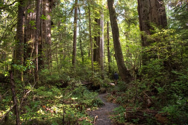 I Like My Cedars BIG